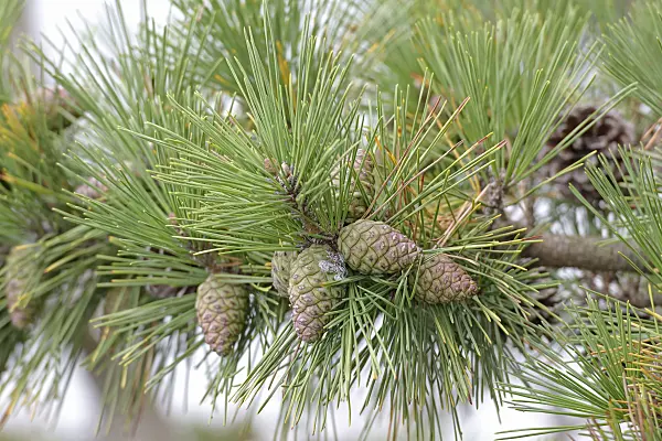 547228 - Japanese black pine (Pinus thunbergii)