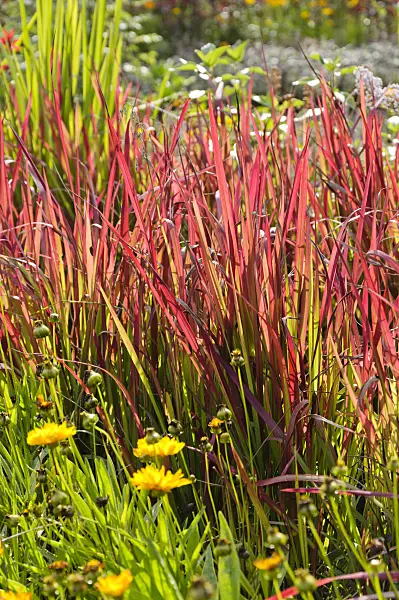488039 - Japanese blood grass (Imperata cylindrica 'Red Baron' syn. Imperata cylindrica 'Rubra')
