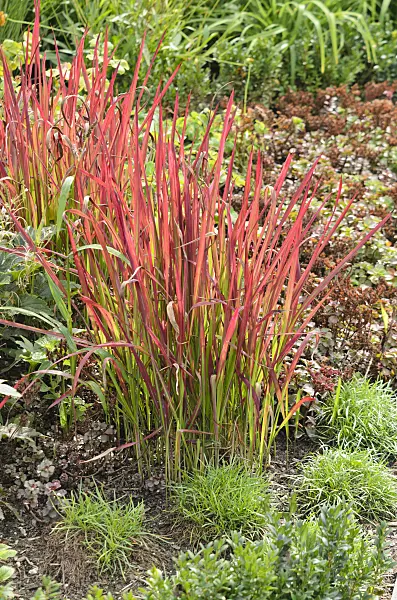 536130 - Japanese blood grass (Imperata cylindrica 'Red Baron' syn. Imperata cylindrica 'Rubra')