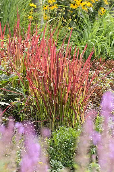 536131 - Japanese blood grass (Imperata cylindrica 'Red Baron' syn. Imperata cylindrica 'Rubra')