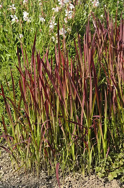 571017 - Japanese blood grass (Imperata cylindrica 'Red Baron' syn. Imperata cylindrica 'Rubra')