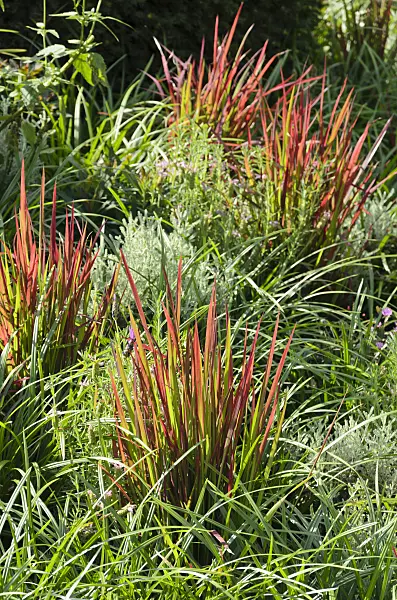 571046 - Japanese blood grass (Imperata cylindrica 'Red Baron' syn. Imperata cylindrica 'Rubra')