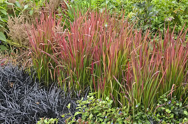 549071 - Japanese blood grass (Imperata cylindrica 'Red Baron' syn. Imperata cylindrica 'Rubra') and black mondo (Ophiopogon planiscapus 'Nigrescens')