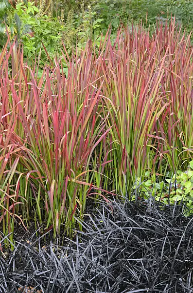 549072 - Japanese blood grass (Imperata cylindrica 'Red Baron' syn. Imperata cylindrica 'Rubra') and black mondo (Ophiopogon planiscapus 'Nigrescens')
