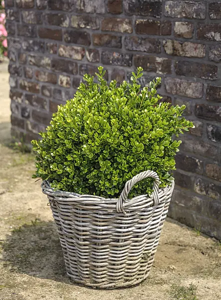 547098 - Japanese boxwood (Buxus microphylla 'Faulkner')