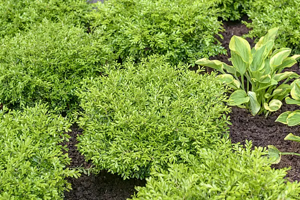 607021 - Japanese boxwood (Buxus microphylla 'Herrenhausen')