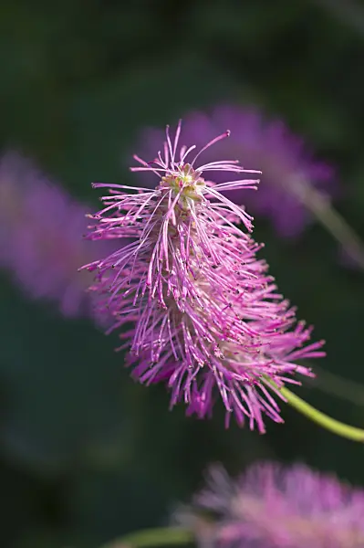 511312 - Japanese burnet (Sanguisorba hakusanensis)