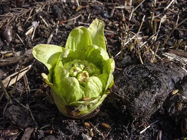 436070 - Japanese butterbur (Petasites japonicus)