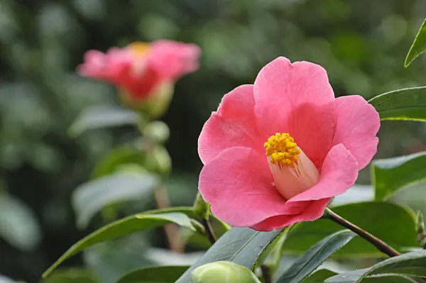 467031 - Japanese camellia (Camellia japonica)