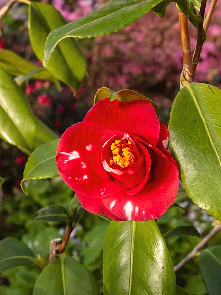 409008 - Japanese camellia (Camellia japonica 'Adolphe Audusson')