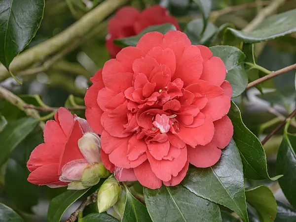 558043 - Japanese camellia (Camellia japonica 'Althaeiflora')