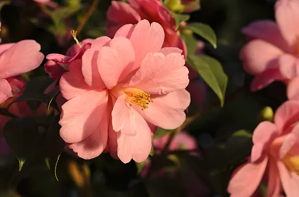 493008 - Japanese camellia (Camellia japonica 'Barbara Clark')