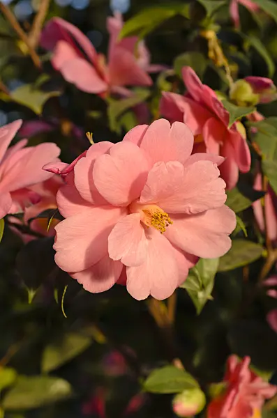 493009 - Japanese camellia (Camellia japonica 'Barbara Clark')