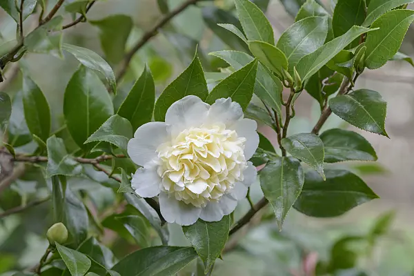 558044 - Japanese camellia (Camellia japonica 'Brushfield's Yellow')