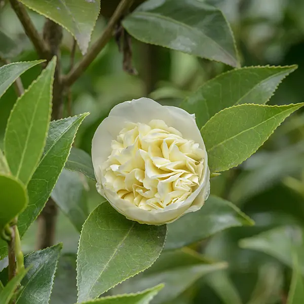 558045 - Japanese camellia (Camellia japonica 'Brushfield's Yellow')