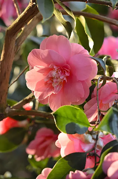 518139 - Japanese camellia (Camellia japonica 'Chandleri Elegans')