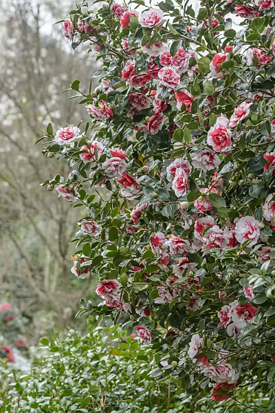 558047 - Japanese camellia (Camellia japonica 'Collettii')
