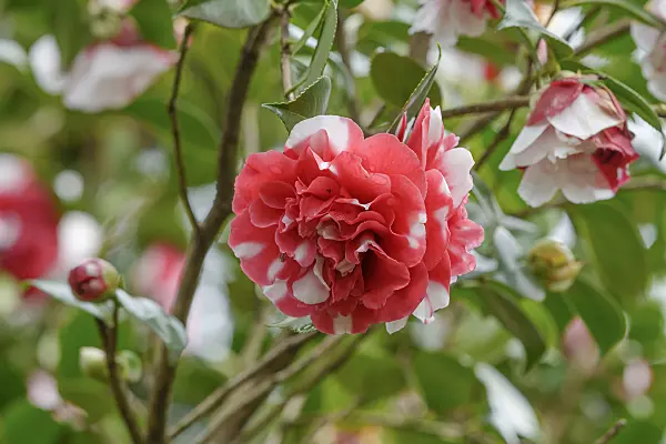 558048 - Japanese camellia (Camellia japonica 'Collettii')