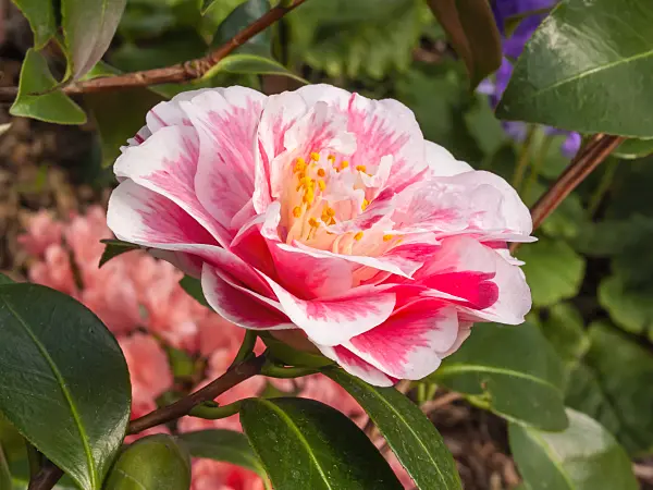 410004 - Japanese camellia (Camellia japonica 'Contessa Lavinia Maggi')