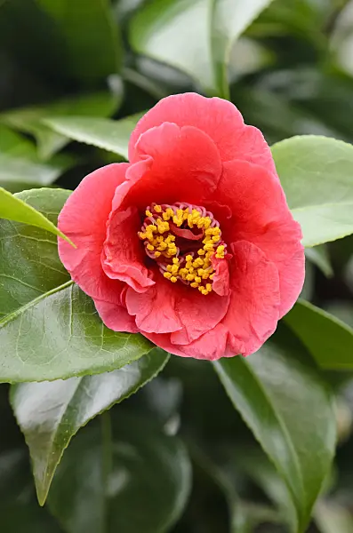553092 - Japanese camellia (Camellia japonica 'Dr. Burnside')