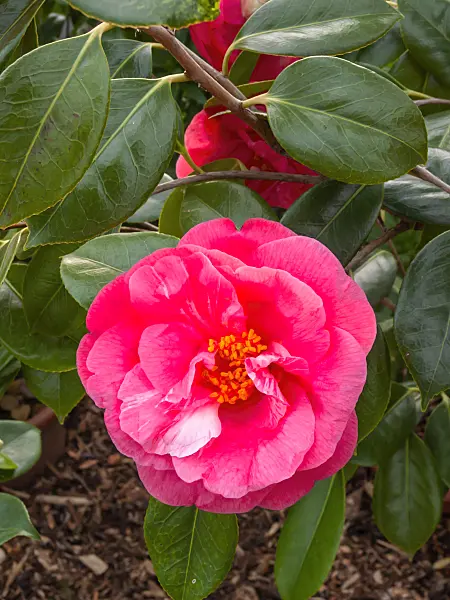 409010 - Japanese camellia (Camellia japonica 'Drama Girl')