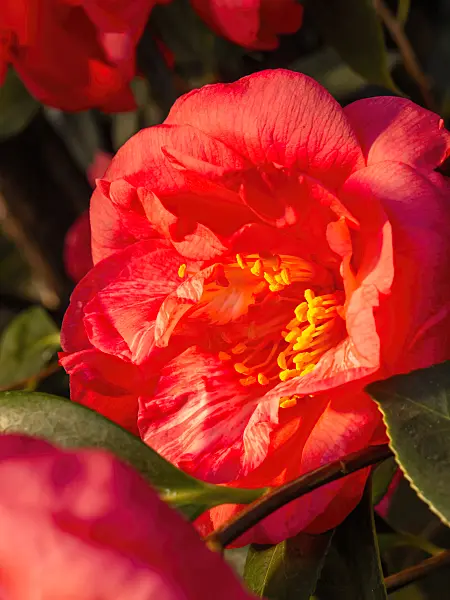 457022 - Japanese camellia (Camellia japonica 'Drama Girl')