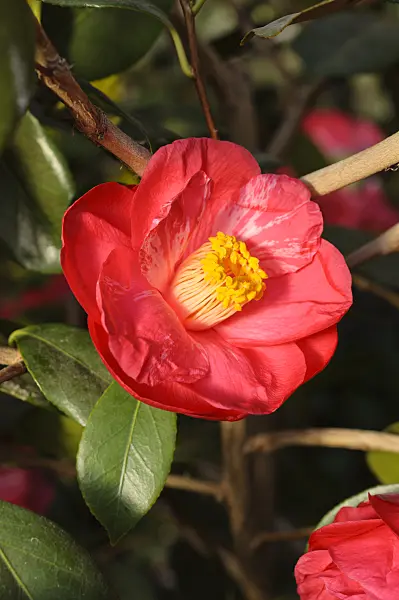 481053 - Japanese camellia (Camellia japonica 'Drama Girl')
