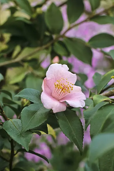 387010 - Japanese camellia (Camellia japonica 'Duftglöckchen')