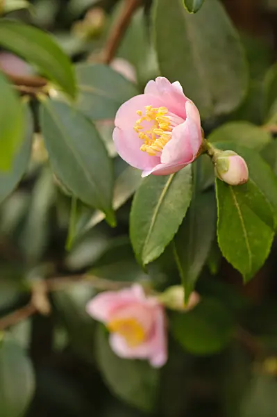 480012 - Japanese camellia (Camellia japonica 'Duftglöckchen')