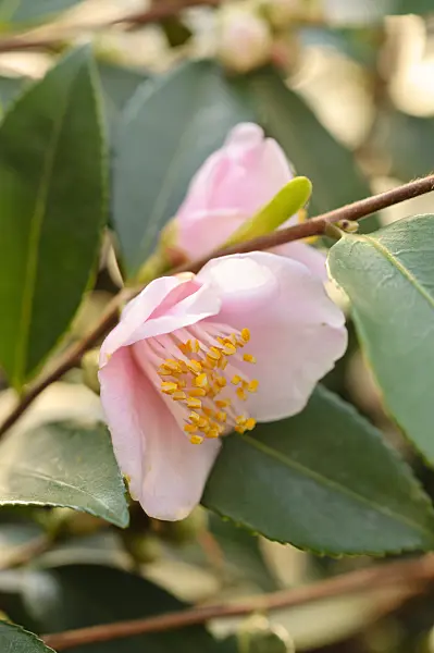 480013 - Japanese camellia (Camellia japonica 'Duftglöckchen')