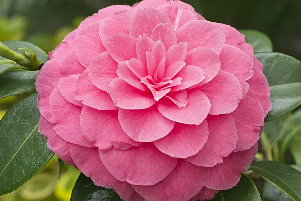 554071 - Japanese camellia (Camellia japonica 'General George Patton')