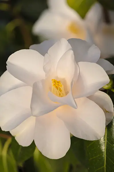 518134 - Japanese camellia (Camellia japonica 'Hagoromo')