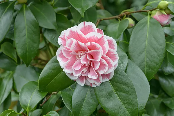 558052 - Japanese camellia (Camellia japonica 'Herme')