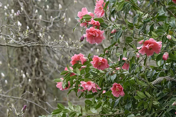 558053 - Japanese camellia (Camellia japonica 'Interval')