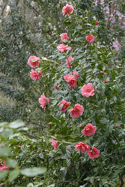 558054 - Japanese camellia (Camellia japonica 'Interval')