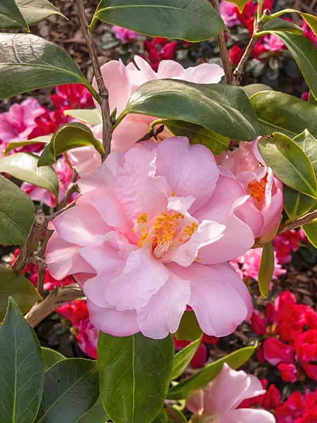 410001 - Japanese camellia (Camellia japonica 'Jutta')