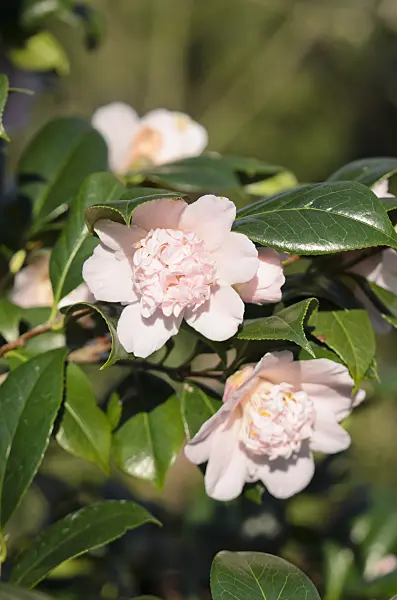 553086 - Japanese camellia (Camellia japonica 'Kewpie Doll')