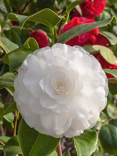409013 - Japanese camellia (Camellia japonica 'Königsbrück')
