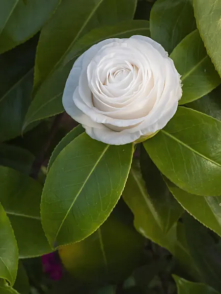 410009 - Japanese camellia (Camellia japonica 'La Pace')