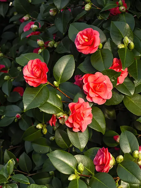 433167 - Japanese camellia (Camellia japonica 'Lady Campbell')