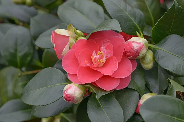 558055 - Japanese camellia (Camellia japonica 'Lady Campbell')