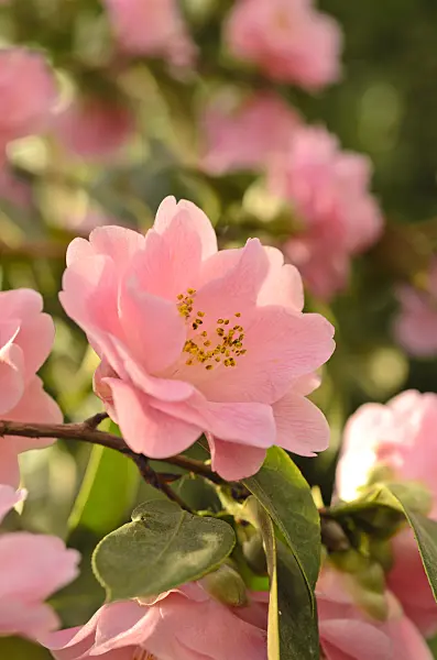493041 - Japanese camellia (Camellia japonica 'Little Lavender')