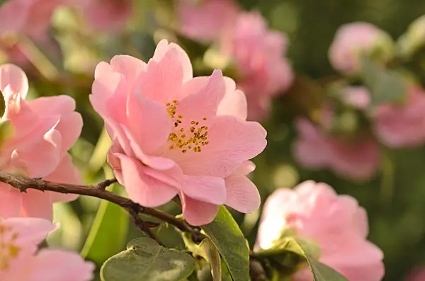 493042 - Japanese camellia (Camellia japonica 'Little Lavender')