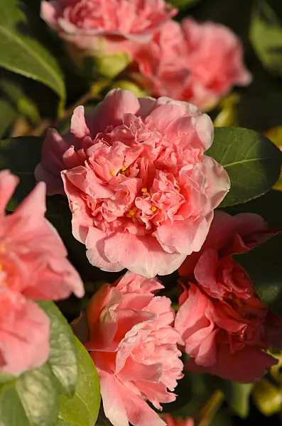518135 - Japanese camellia (Camellia japonica 'Madame Martin Cachet')