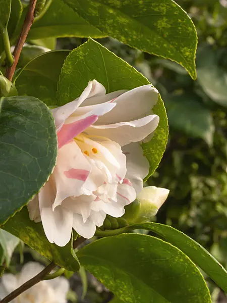 409007 - Japanese camellia (Camellia japonica 'Maria Morren')