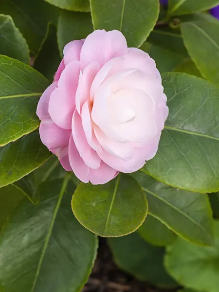 409009 - Japanese camellia (Camellia japonica 'Otome' syn. Camellia japonica 'Frau Minna Seidel')