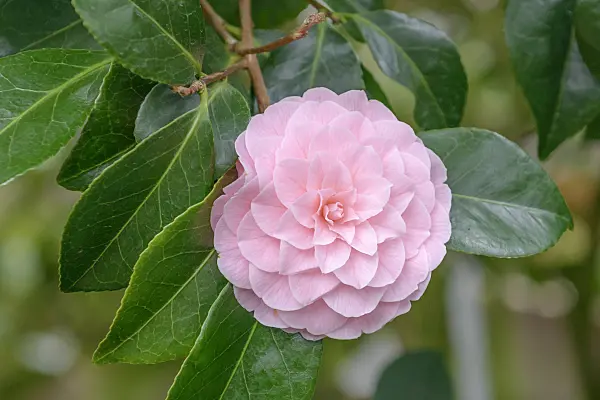558050 - Japanese camellia (Camellia japonica 'Otome' syn. Camellia japonica 'Frau Minna Seidel')