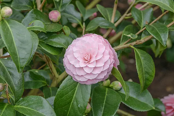 558051 - Japanese camellia (Camellia japonica 'Otome' syn. Camellia japonica 'Frau Minna Seidel')