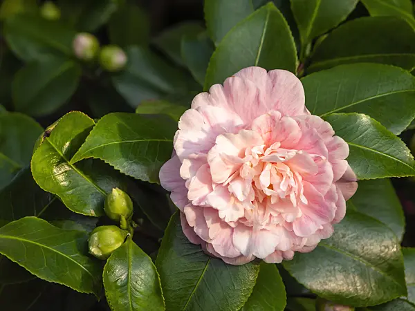 433195 - Japanese camellia (Camellia japonica 'Prinz Albert')