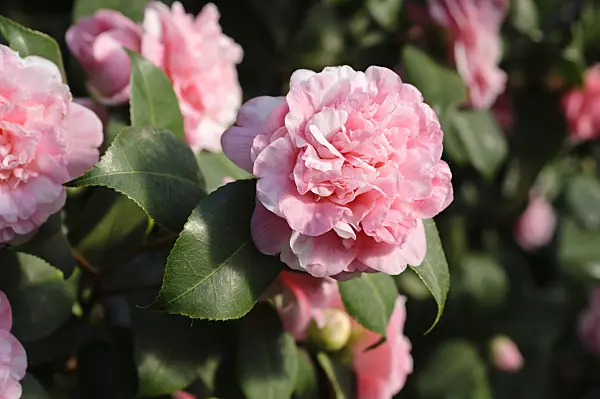 481051 - Japanese camellia (Camellia japonica 'Prinz Albert')